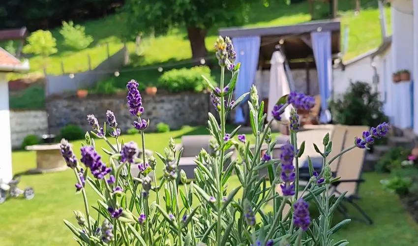 Kiskilenc Vendghz Szarvask - Augusztus 20. (min. 2 j)