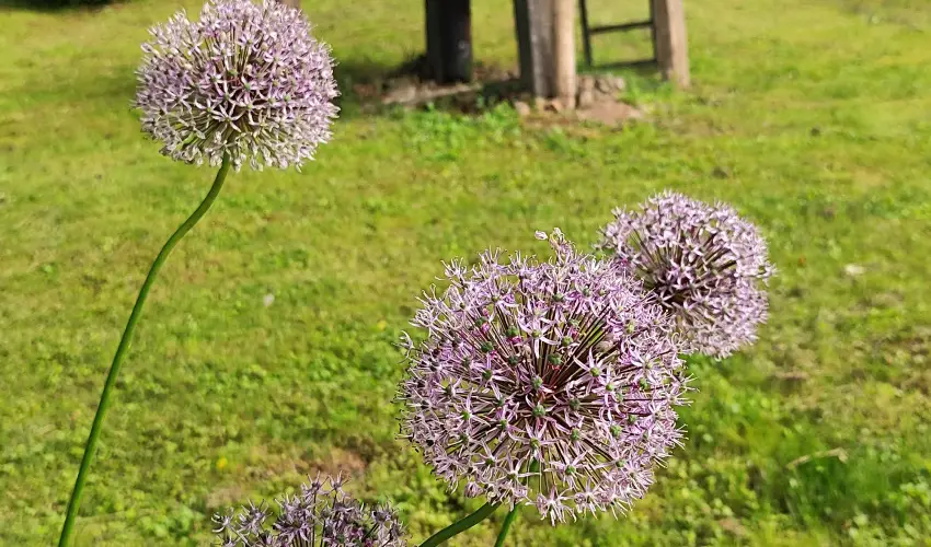 Kiskilenc Vendghz Szarvask - Augusztus 20. (min. 2 j)