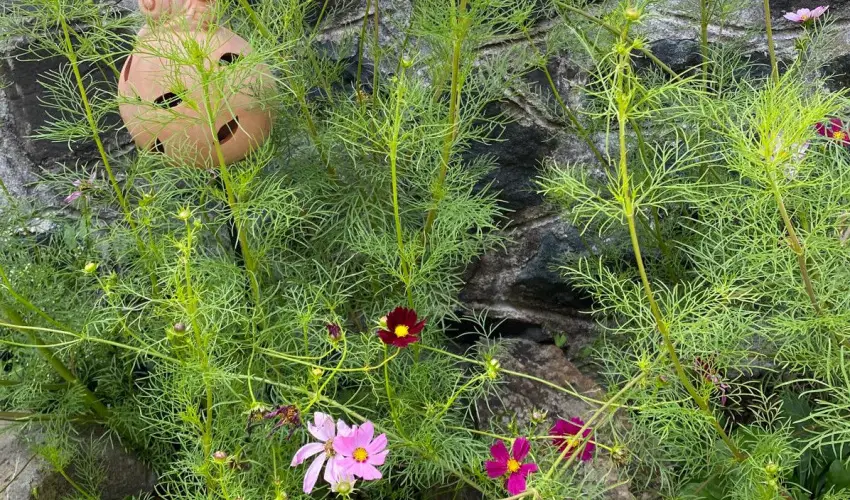 Kiskilenc Vendghz Szarvask - Augusztus 20. (min. 2 j)