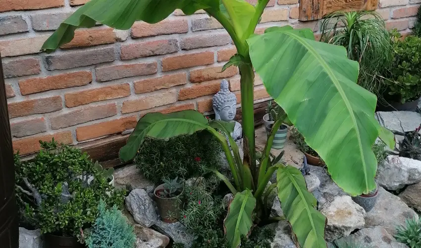 K�kert Pihen�h�z K�szeg - Augusztus 20.