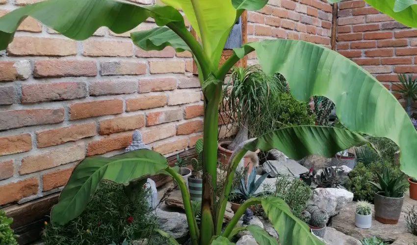 K�kert Pihen�h�z K�szeg - Augusztus 20.