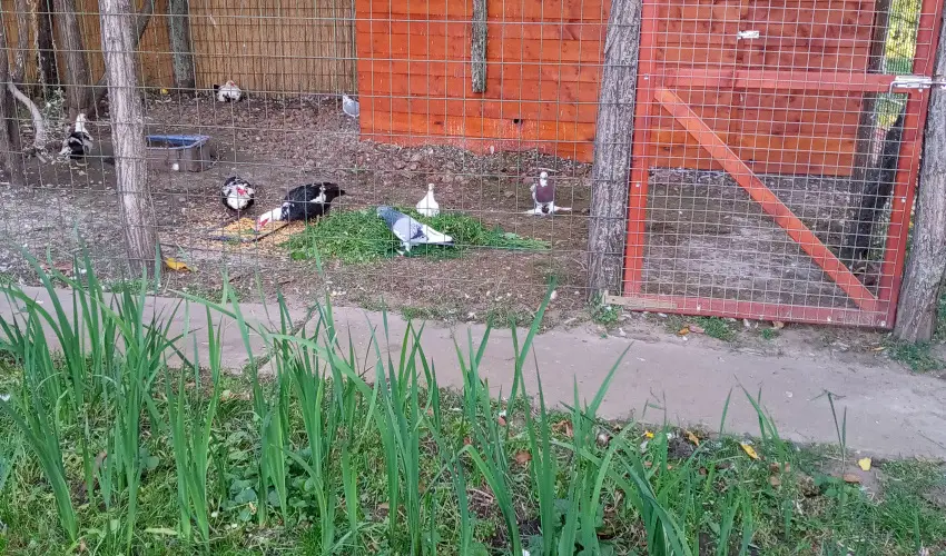 Krs Vendghz Szarvas - Augusztus 20. (min. 3 j)