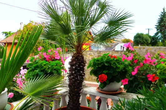 Kristly Apartman - Augusztus 20. (min. 2 j)