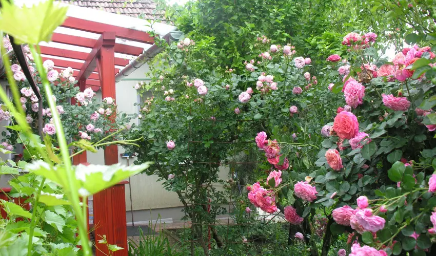 Lelkesh�z Szarvas - Augusztus 20.