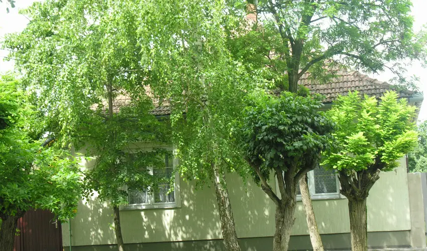 Lelkesh�z Szarvas - Augusztus 20.