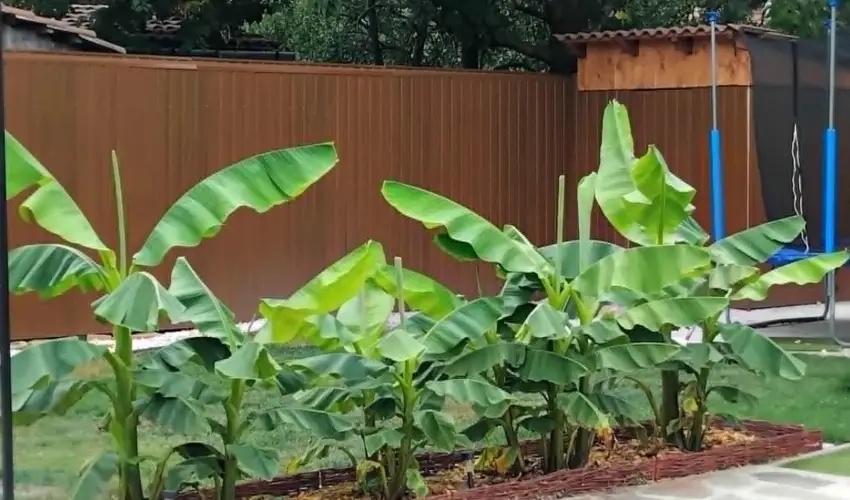 Lilla Apartmanh�zak Szilv�sv�rad - Augusztus 20. (min. 2 �j)