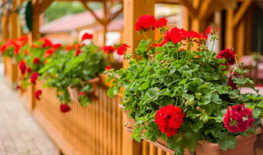 Lipicai Hotel Szilvsvrad - Augusztus 20. (min. 2 j)