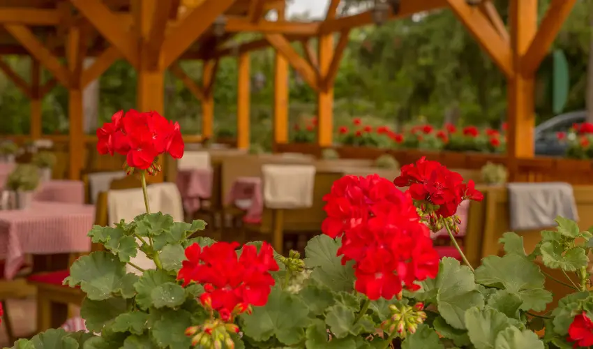 Lipicai Hotel Szilvsvrad - Augusztus 20. (min. 2 j)