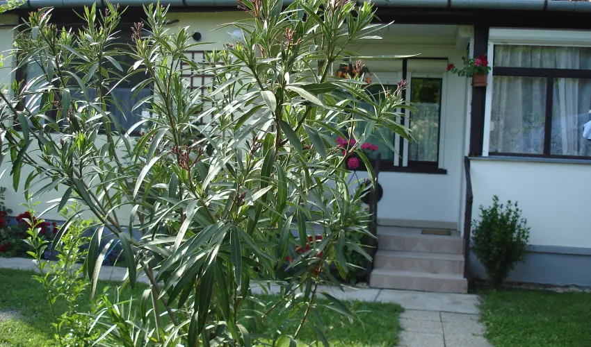 Liza Apartman Gyula - Augusztus 20. (min. 2 �j)