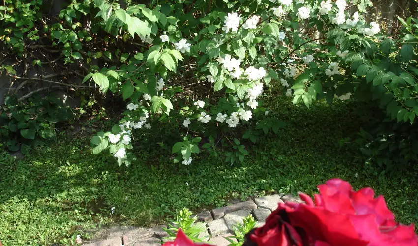 Liza Apartman Gyula - Augusztus 20. (min. 2 �j)