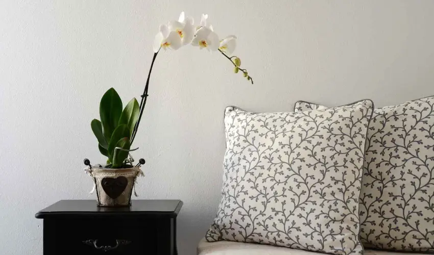 Malom-t Vendghz Tapolca - Augusztus 20.