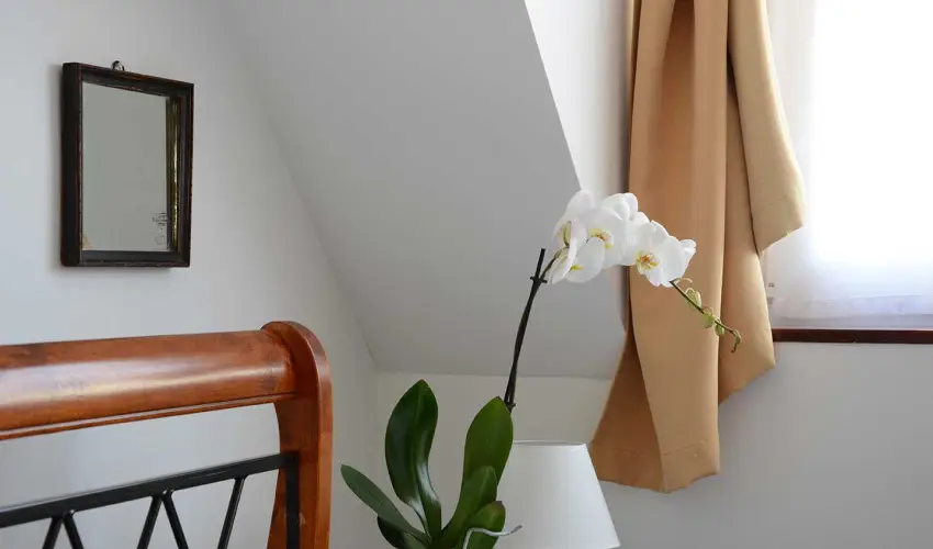 Malom-t Vendghz Tapolca - Augusztus 20.