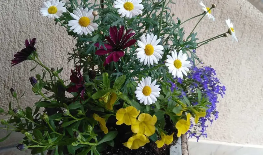 Margar�ta Panzi� S�rospatak - Augusztus 20. (min. 3 �j)