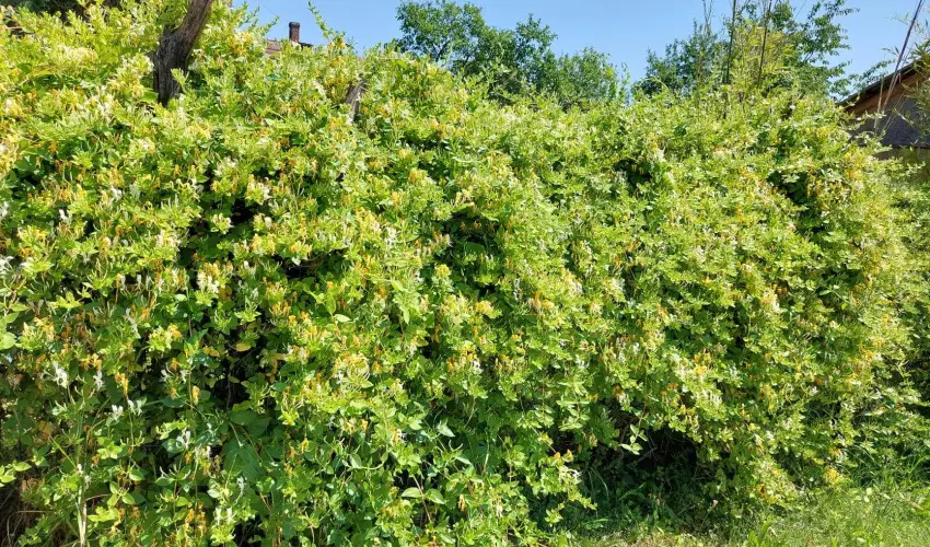 Meggymag Kuck� Nagyr�kos - Augusztus 20. (min. 2 �j)