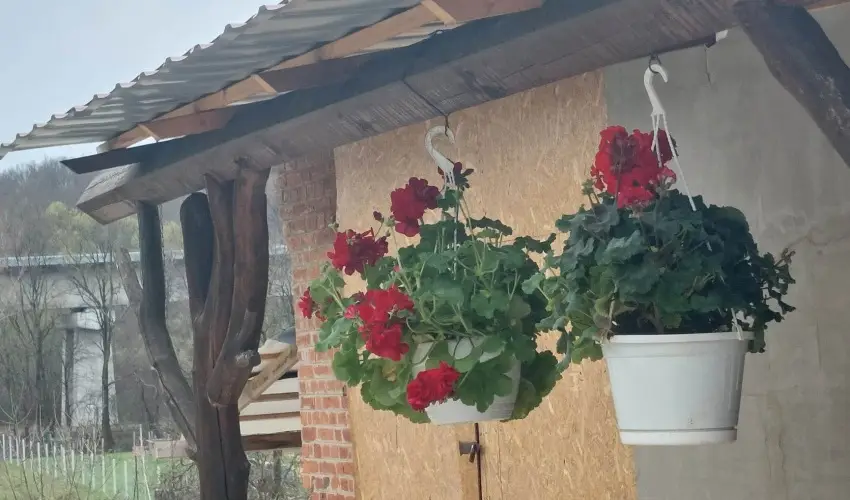 Meggymag Kuck� Nagyr�kos - Augusztus 20. (min. 2 �j)