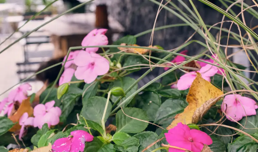 Neptun Badacsony Badacsony - Augusztus 20.