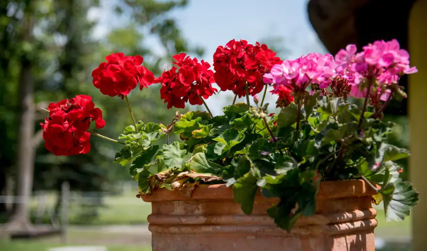 Nyerges Hotel Terml Monor - Augusztus 20.