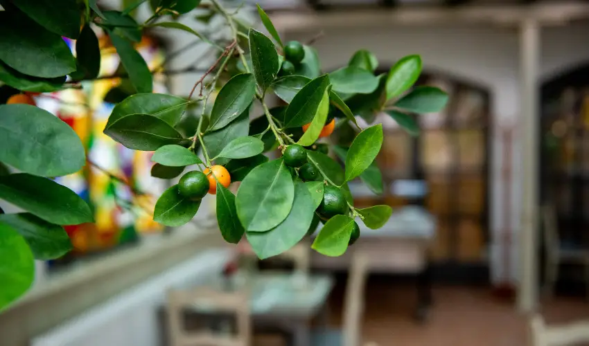 Nyerges Hotel Terml Monor - Augusztus 20.