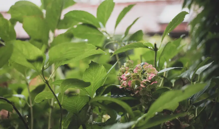 reg Prs Butikhotel Mr - Augusztus 20. 