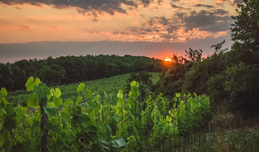 reg Prs Butikhotel Mr - Augusztus 20. 