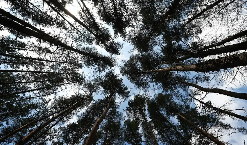 Panor�ma Hotel Noszvaj Noszvaj - Augusztus 20.