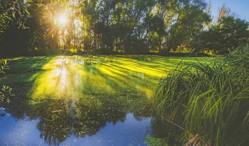 Park Inn by Radisson Zalakaros Resort & Spa Zalakaros - nnepeljk augusztust