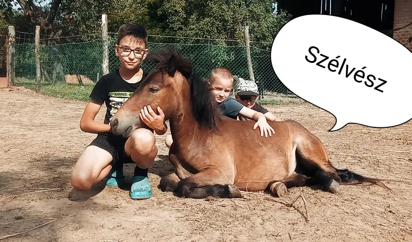 Pni Kuck Vendghz s Minifarm  Hosszvlgy - Augusztus 20.