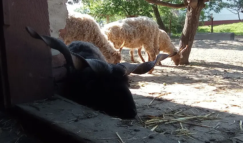 Pni Kuck Vendghz s Minifarm  Hosszvlgy - Augusztus 20.