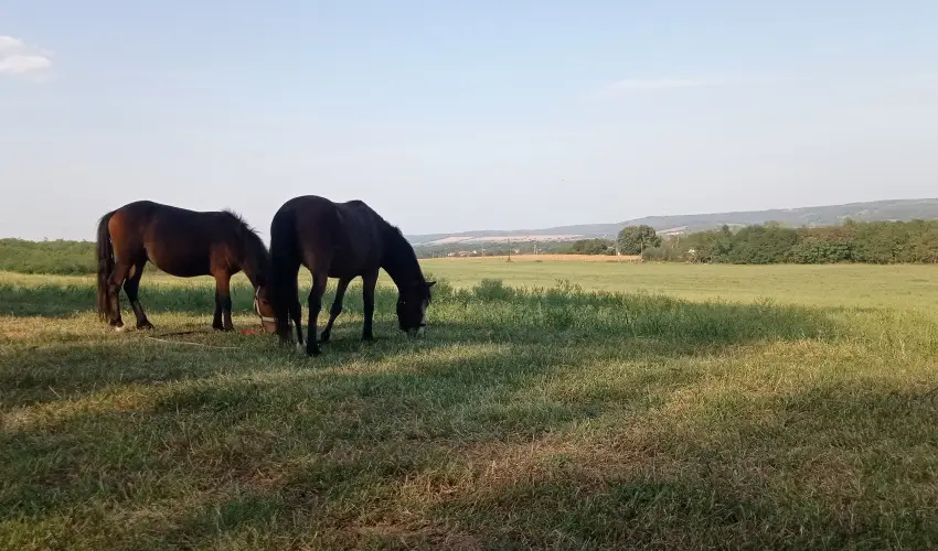 Pni Kuck Vendghz s Minifarm  Hosszvlgy - Augusztus 20.