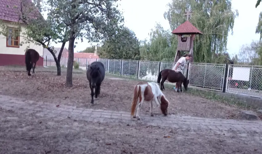 Pni Kuck Vendghz s Minifarm  Hosszvlgy - Augusztus 20.