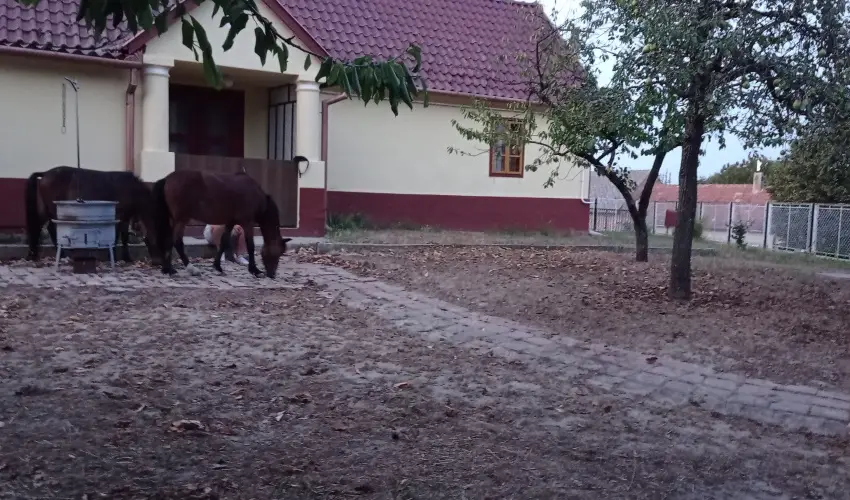 Pni Kuck Vendghz s Minifarm  Hosszvlgy - Augusztus 20.