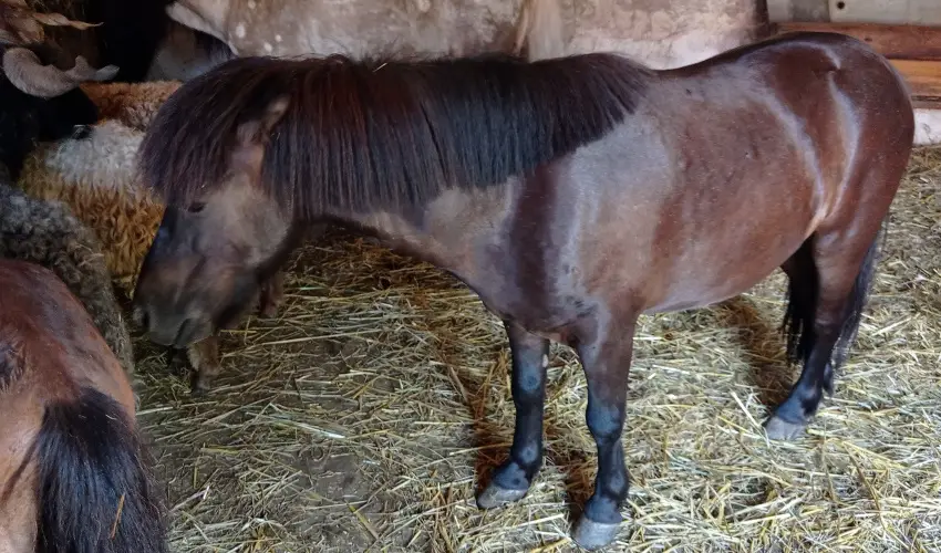 Pni Kuck Vendghz s Minifarm  Hosszvlgy - Augusztus 20.