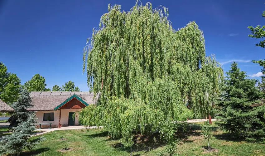 Silver Major Kaba - Augusztus 20. - teljes el�refizet�ssel