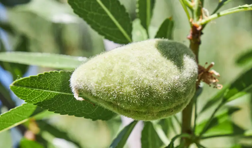 Silver Major Kaba - Augusztus 20. - teljes el�refizet�ssel