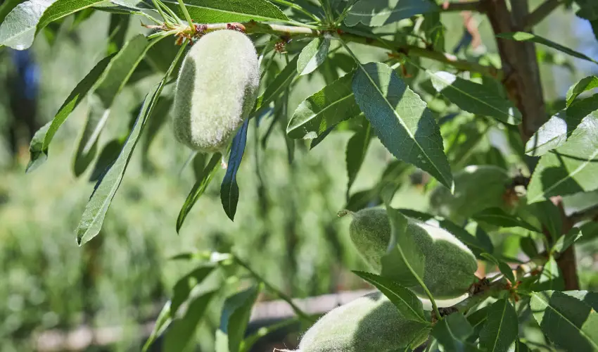 Silver Major Kaba - Augusztus 20. - teljes el�refizet�ssel