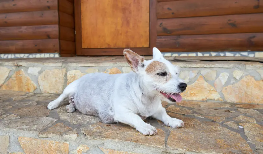 Silver Major Kaba - Augusztus 20. - teljes el�refizet�ssel