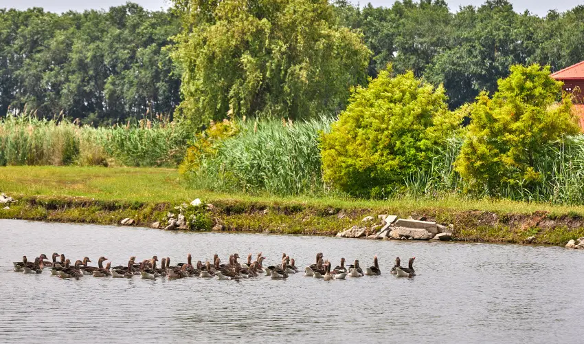 Silver Major Kaba - Augusztus 20. - teljes el�refizet�ssel