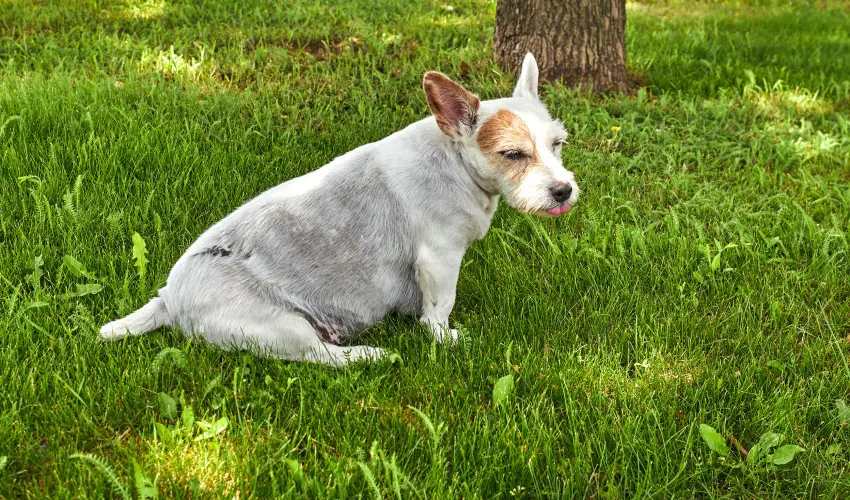 Silver Major Kaba - Augusztus 20. - teljes el�refizet�ssel