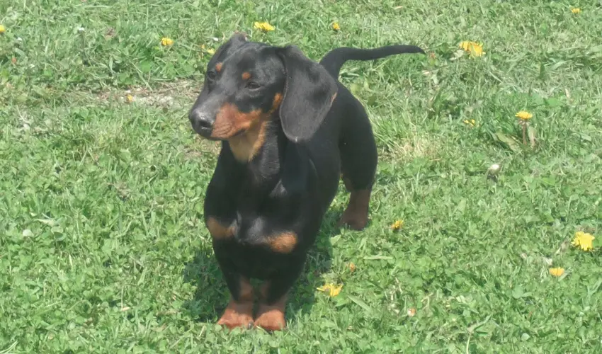 Sokor Fogad Sokorptka - Augusztus 20.