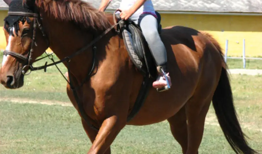 Sokor Fogad Sokorptka - Augusztus 20.