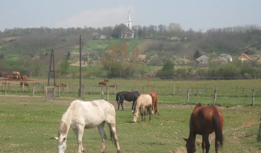 Sokor Fogad Sokorptka - Augusztus 20.