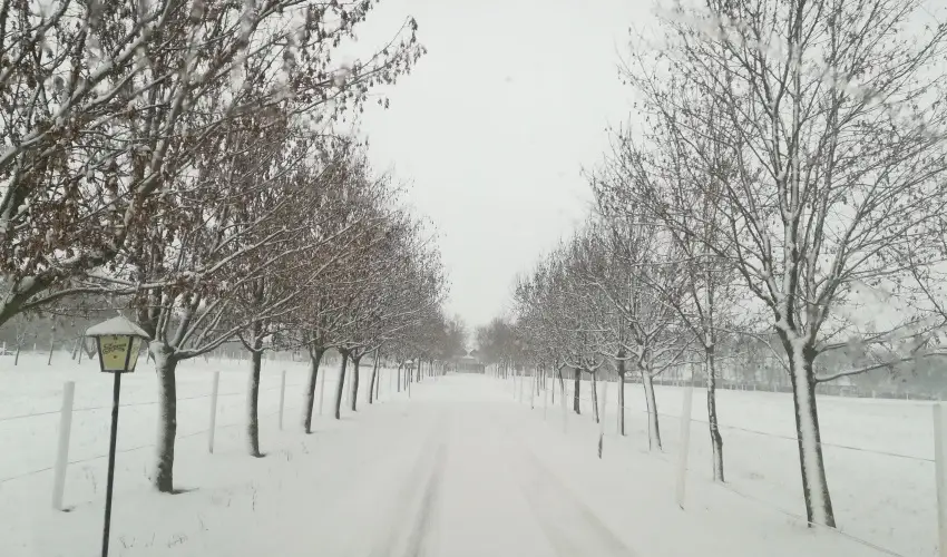Sokor Fogad Sokorptka - Augusztus 20.