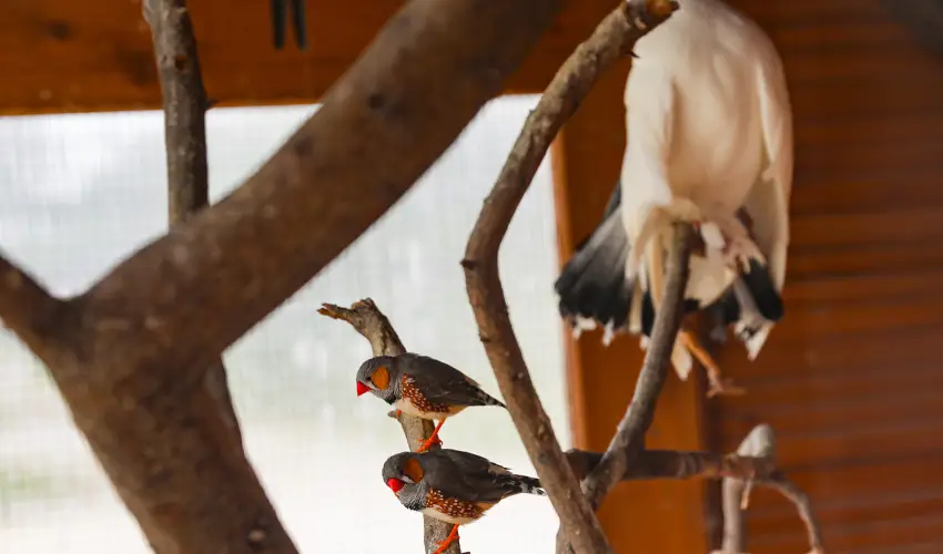 Sokor Fogad Sokorptka - Augusztus 20.