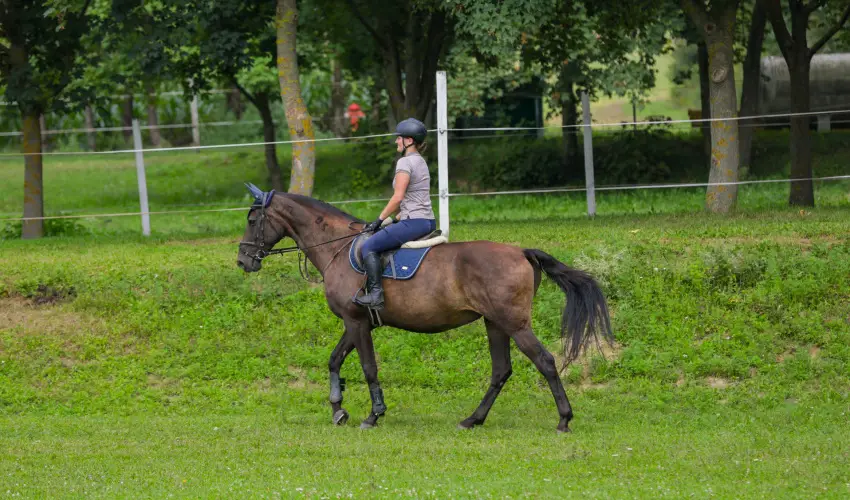 Sokor Fogad Sokorptka - Augusztus 20.