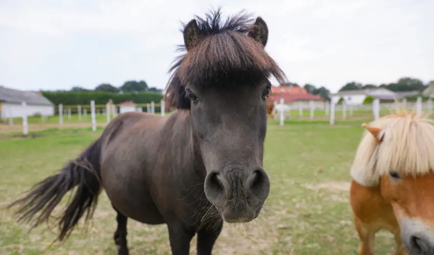 Sokor Fogad Sokorptka - Augusztus 20.