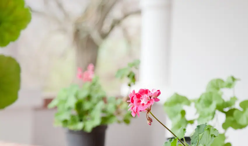 Somogy Kertje �d�l�falu �s �tterem Bonnya - Augusztus 20.