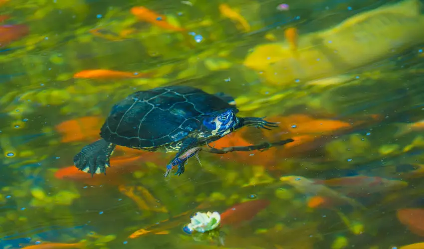 SunGarden Wellness Hotel Si�fok - Augusztus 20. (min. 3 �j)