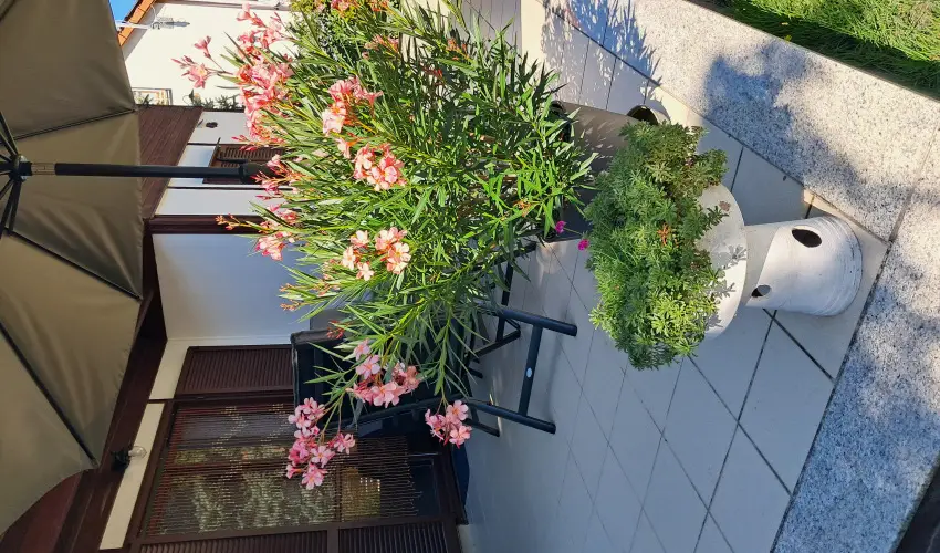 Sunshine Vendghz Balatonfenyves - Augusztus 20. (min. 5 j)