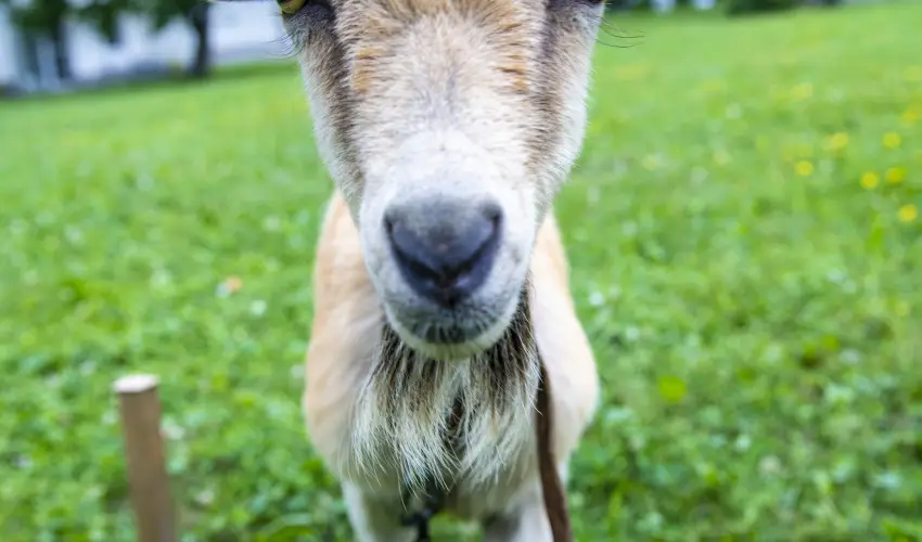 Term�l Apartmanok & Kemping Hark�ny Hark�ny - Augusztus 20.