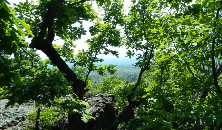 T�kert Fogad� Nagym�nyok - Augusztus 20. (min. 5 �j)